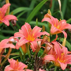 Hemerocallis 'Pink Damask' Pot 9cm.