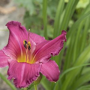 Hemerocallis 'Summer Wine' Pot 9cm.