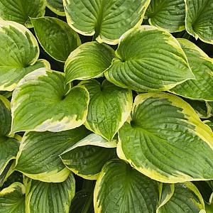 Hosta for. 'Aureomarginata' Pot 9cm.