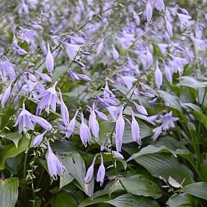 Hosta for. 'Hyacinthina' Pot 9cm.