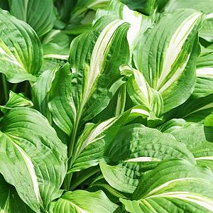 Hosta undulata 'Mediovariegata' Pot 9cm.