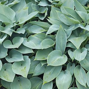 Hosta 'Blue Cadet' Pot 9cm.