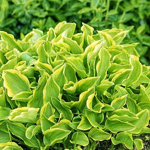 Hosta 'Golden Tiara' Pot 9cm.