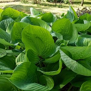 Hosta 'Sum and Substance' Pot 9cm.