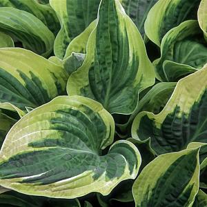 Hosta 'Wide Brim' Pot 9cm.