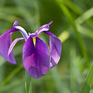 Iris ensata Pot 9cm.