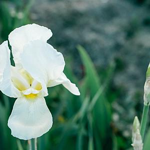 Iris sanguinea 'Snow Queen' Pot 9cm.