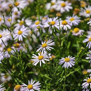 Kalimeris incisa 'Blue Star' Pot 9cm.