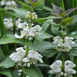 Lamium mac. 'Album' Pot 9cm.
