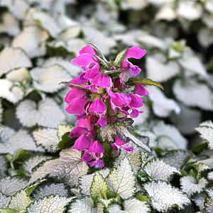 Lamium mac. 'Beacon Silver' Pot 9cm.
