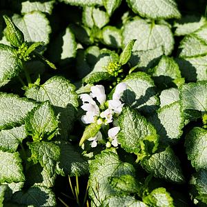 Lamium mac. 'White Nancy' Pot 9cm.