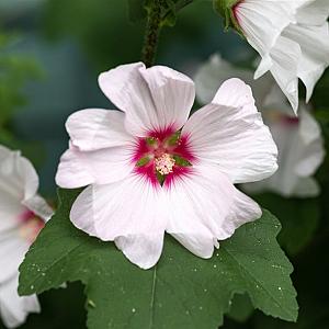 Lavatera 'Barnsley' Pot 9cm.