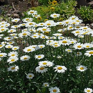 Leucanthemum (S) 'Alaska' Pot 9cm.