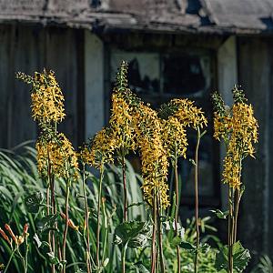 Ligularia stenocephala 'The Rocket' Pot 9cm.