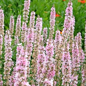 Lythrum sal. 'Blush' Pot 9cm.