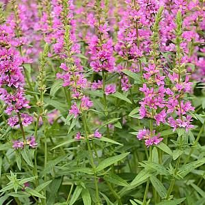 Lythrum virgatum 'Rose Queen' Pot 9cm.