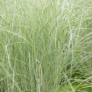 Miscanthus sin. 'Morning Light' Pot 9cm.