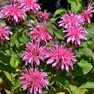Monarda 'Croftway Pink' Pot 9cm.