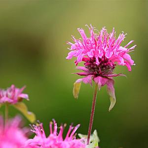 Monarda 'Twins' Pot 9cm.