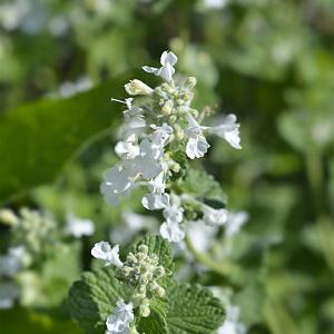 Nepeta faassenii 'Snowflake' Pot 9cm.