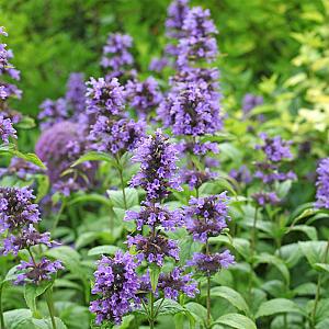 Nepeta nervosa Pot 9cm.