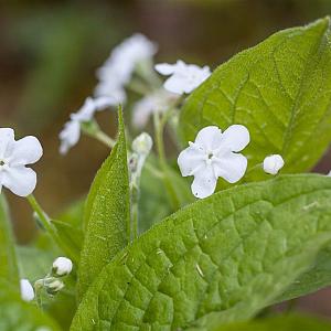 Omphalodes verna 'Alba' Pot 9cm.