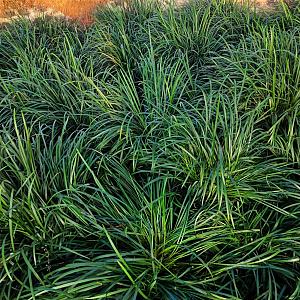Ophiopogon japonicus Pot 9cm.