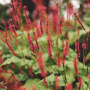 Persicaria amplexicaulis 'Speciosa' Pot 9cm.