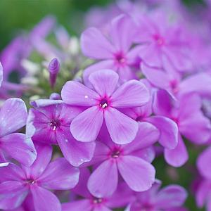 Phlox (P) 'Amethyst' Pot 9cm.