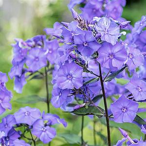 Phlox (P) 'Blue Boy' Pot 9cm.