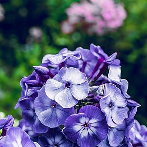 Phlox (P) 'Blue Paradise' Pot 9cm.