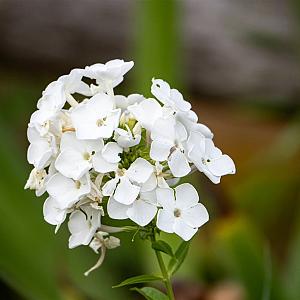Phlox (P) 'David' Pot 9cm.