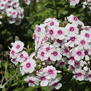 Phlox (P) 'Europa' Pot 9cm.