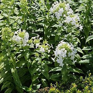 Phlox (P) 'White Admiral' Pot 9cm.