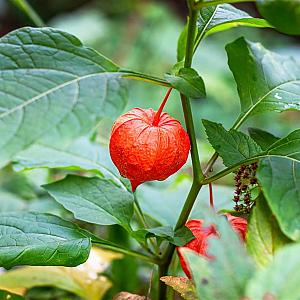 Physalis alkekengi franchetii Pot 9cm.