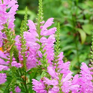 Physostegia virg. 'Bouquet Rose' Pot 9cm.