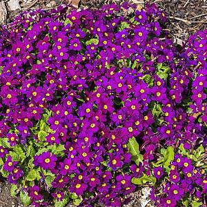 Primula (J) 'Wanda' Pot 9cm.