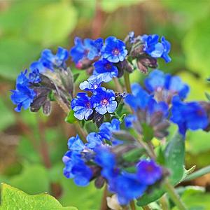 Pulmonaria ang. 'Azurea' Pot 9cm.