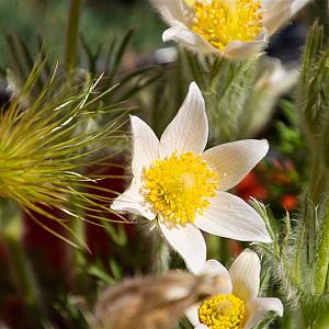Pulsatilla vulgaris 'Alba' Pot 9cm.