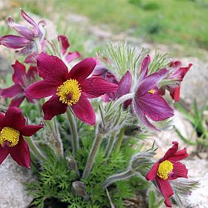 Pulsatilla vulgaris 'Rubra' Pot 9cm.