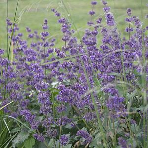 Salvia verticillata 'Purple Rain' Pot 9cm.