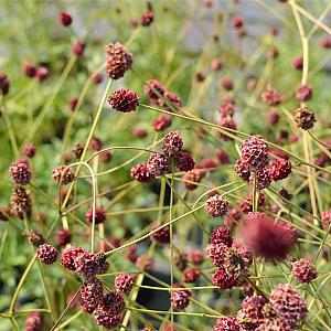 Sanguisorba offic. 'Tanna' Pot 9cm.