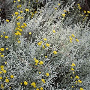 Santolina chamaecyparissus Pot 9cm.