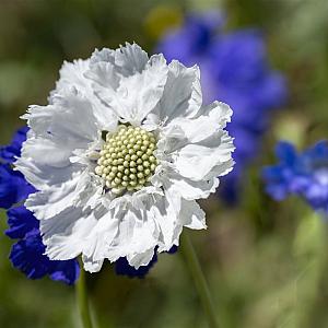 Scabiosa cauc. 'Alba' Pot 9cm.