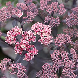 Sedum 'Purple-Emperor' Pot 9cm.