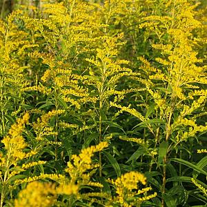 Solidago 'Goldkind' Pot 9cm.