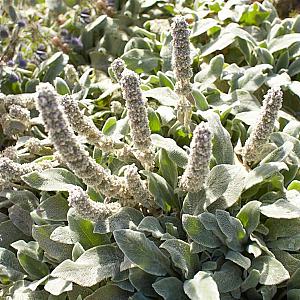 Stachys byzantina 'Silver Carpet' Pot 9cm.