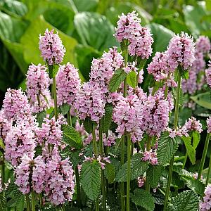 Stachys grandiflora 'Rosea' Pot 9cm.