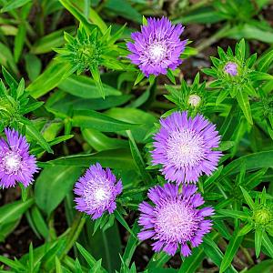Stokesia laevis Pot 9cm.