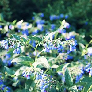 Symphytum azureum Pot 9cm.
